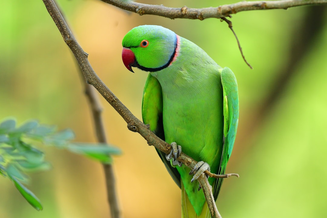 How to Tame a Parrot in Minecraft: The Ultimate Guide to Finding, Feeding, and Training Your Avian Companion